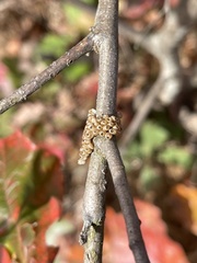 Hemileuca maia maia