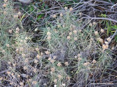 Plantago sempervirens
