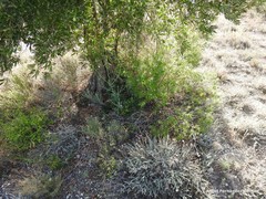 Chrysojasminum fruticans