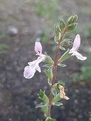 Stachys hyssopoides