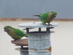 Pyrrhura frontalis