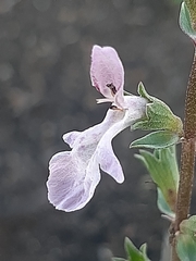 Stachys hyssopoides