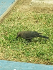 Euphagus cyanocephalus