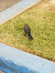 Euphagus cyanocephalus