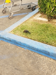 Euphagus cyanocephalus