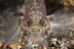 Istigobius hoesei