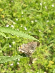 Strymon melinus