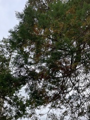 Cupressaceae