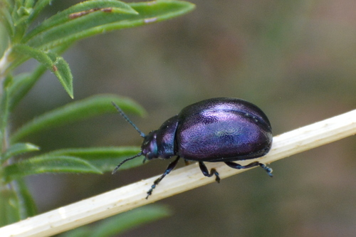 liskavka mätová (Chrysolina coerulans)