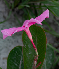 Mandevilla illustris
