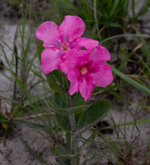 Mandevilla illustris