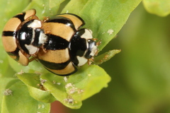 Cheilomenes propinqua