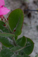 Mandevilla illustris