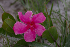 Mandevilla illustris