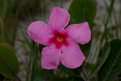 Mandevilla illustris