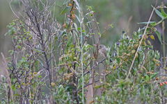 Catamenia analis