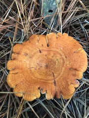 Lactarius peckii