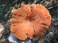 Lactarius peckii