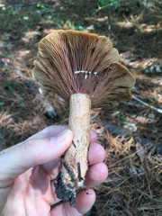 Lactarius peckii