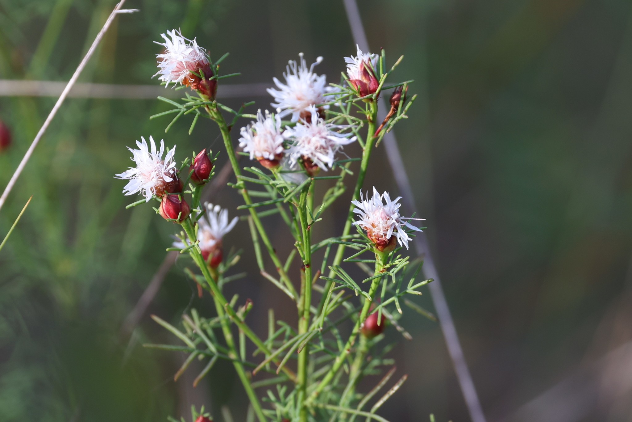 Dalea pinnata