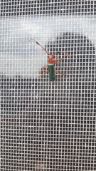 Compsocerus violaceus