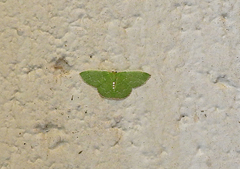 Synchlora irregularia