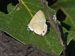 Contrafacia muattina