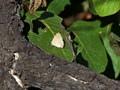 Contrafacia muattina