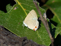 Contrafacia muattina