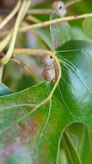 Dryocosmus quercuspalustris