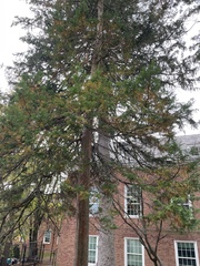 Thuja occidentalis