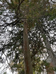Thuja occidentalis