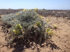 Astragalus miguelensis