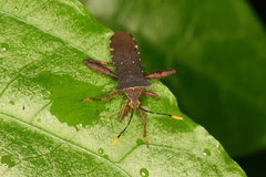 Zicca consobrina