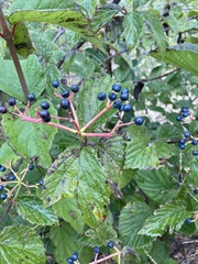 Viburnum dentatum
