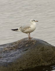 Chroicocephalus ridibundus