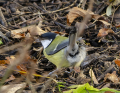 Parus major