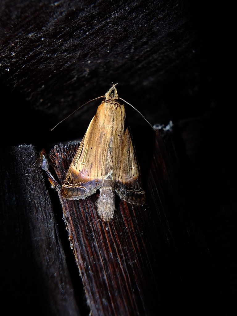Nystalea arimathea