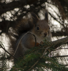 Sciurus vulgaris