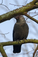 Corvus monedula