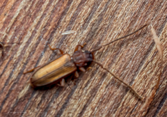 Uleiota debilis