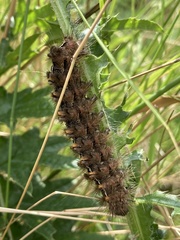 Paracles fusca