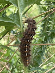 Paracles fusca