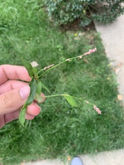 Persicaria