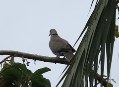 Streptopelia decaocto