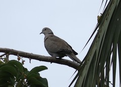Streptopelia decaocto