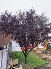 Prunus
