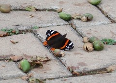 Vanessa atalanta