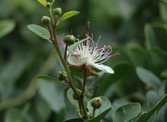 Capparis spinosa