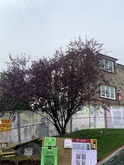 Prunus